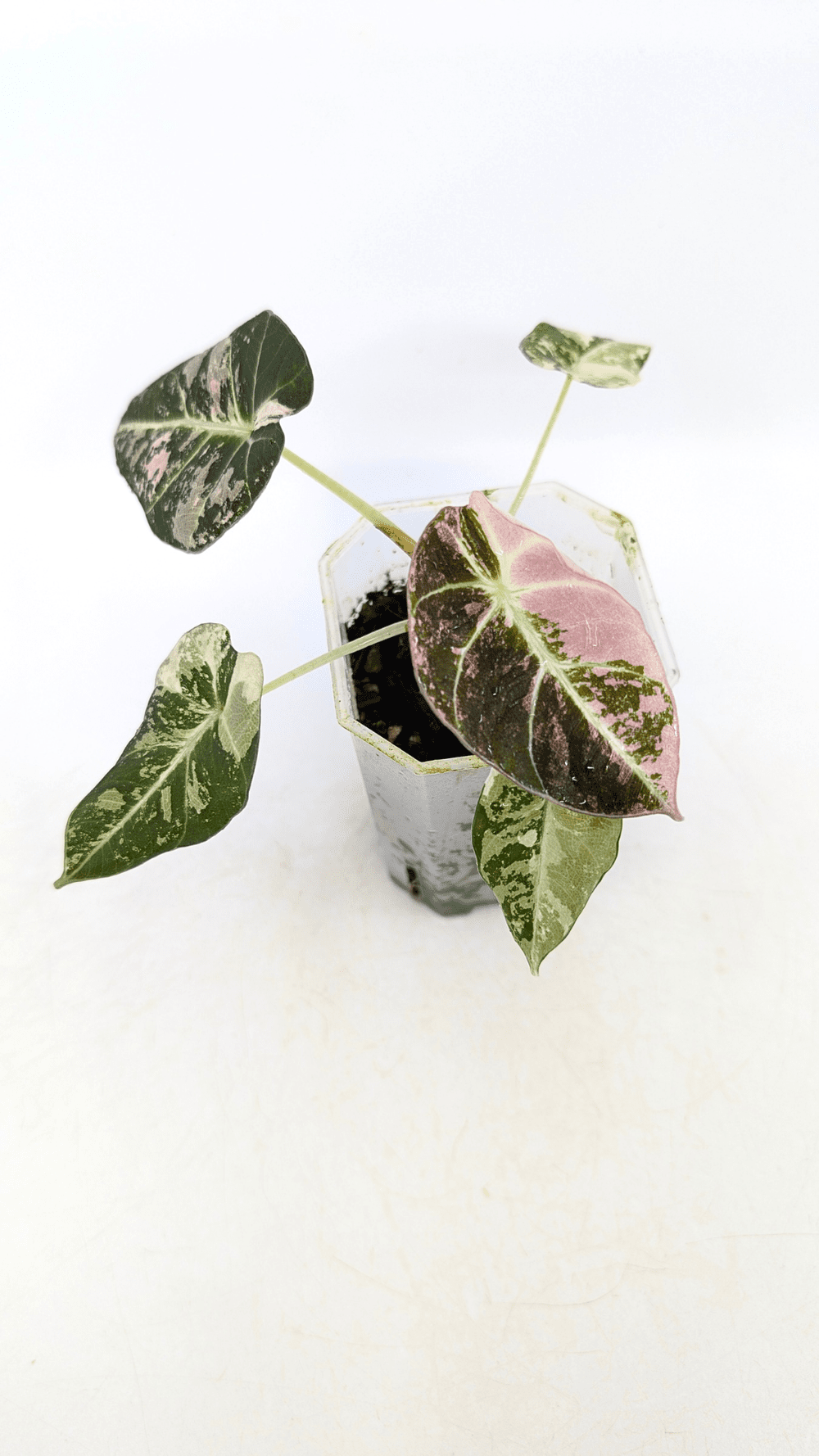 Alocasia Black Velvet Pink Variegated — The Leaf Gallery